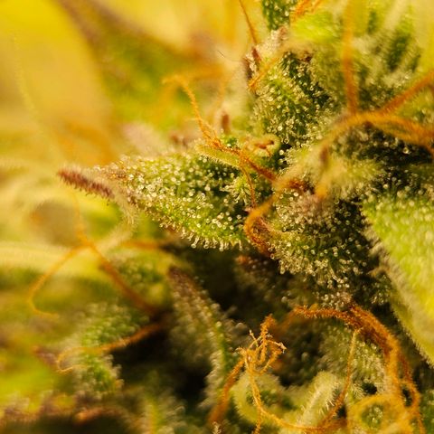 Royal Critical Automatic growlog timeline photo