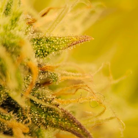 Triple G Automatic growlog timeline photo
