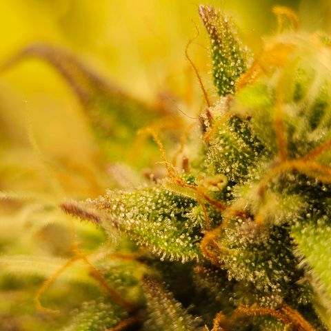 Royal Critical Automatic growlog timeline photo