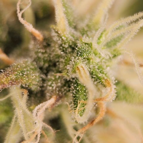 Triple G Automatic growlog timeline photo