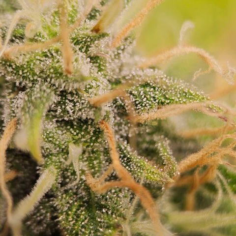 Triple G Automatic growlog timeline photo