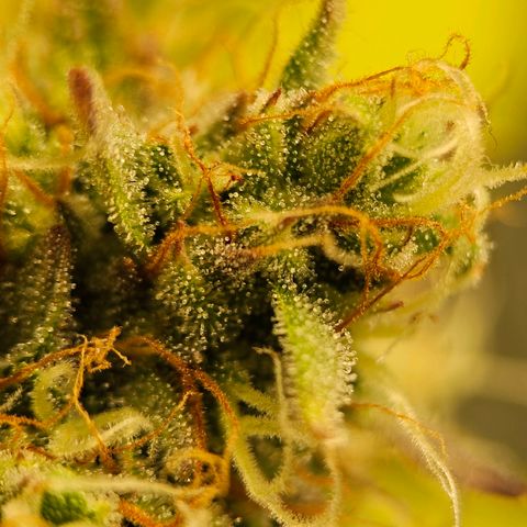 Royal Critical Automatic growlog timeline photo