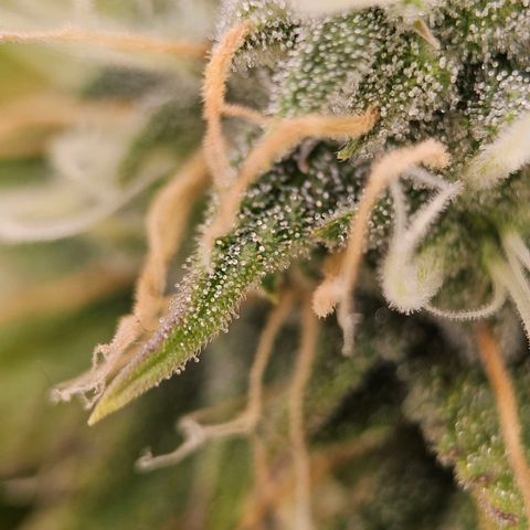Triple G Automatic growlog timeline photo