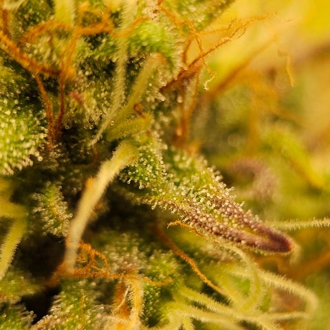 Royal Critical Automatic growlog timeline photo