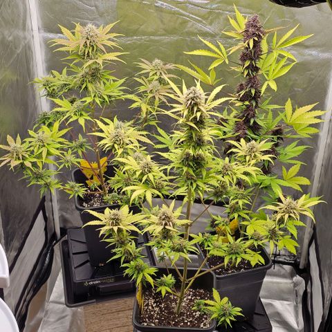 Triple G Automatic growlog photo: hinten links