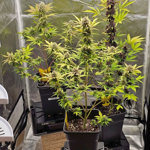 Royal Critical Automatic growlog photo: Mitte vorne