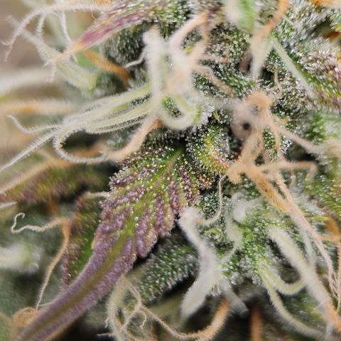 Triple G Automatic growlog timeline photo