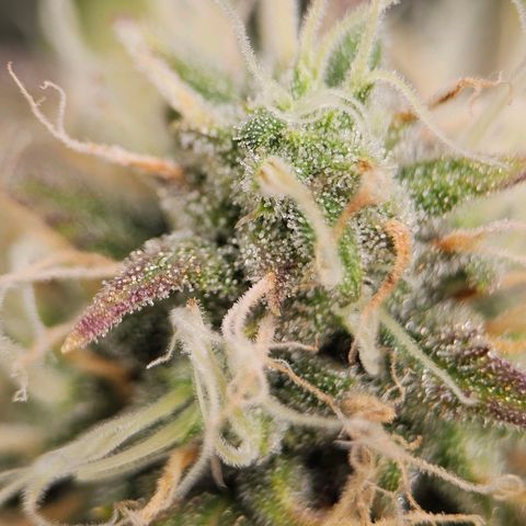 Triple G Automatic growlog timeline photo