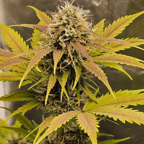 Triple G Automatic growlog timeline photo