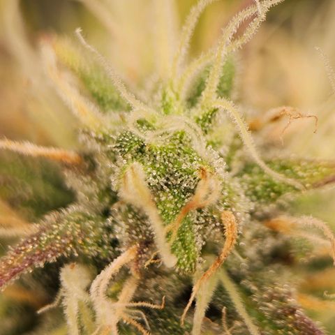 Triple G Automatic growlog timeline photo