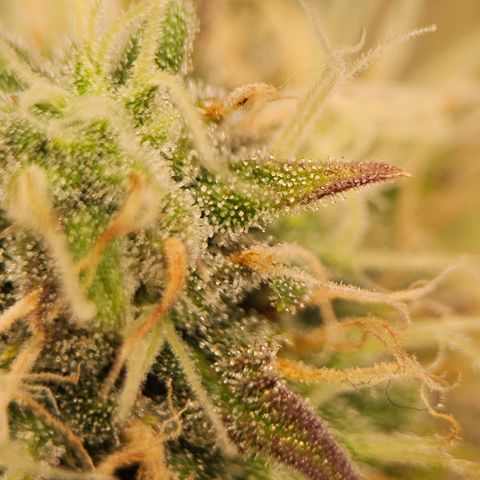 Triple G Automatic growlog timeline photo