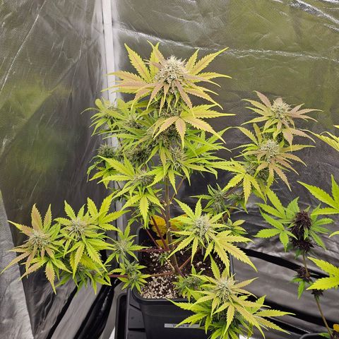 Triple G Automatic growlog timeline photo