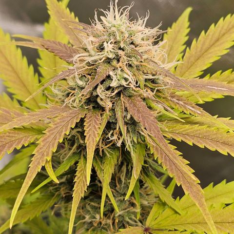 Triple G Automatic growlog timeline photo