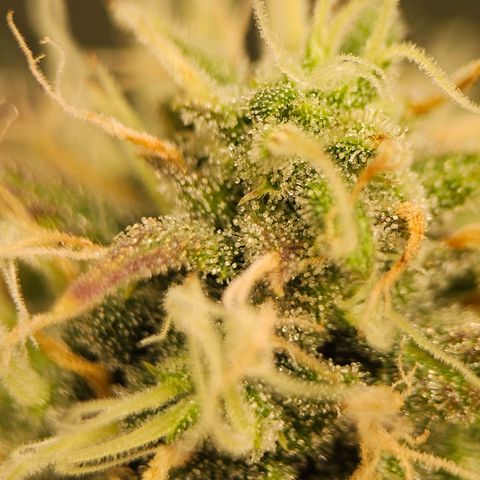 Triple G Automatic growlog timeline photo