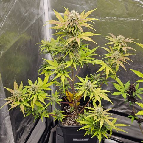 Triple G Automatic growlog timeline photo