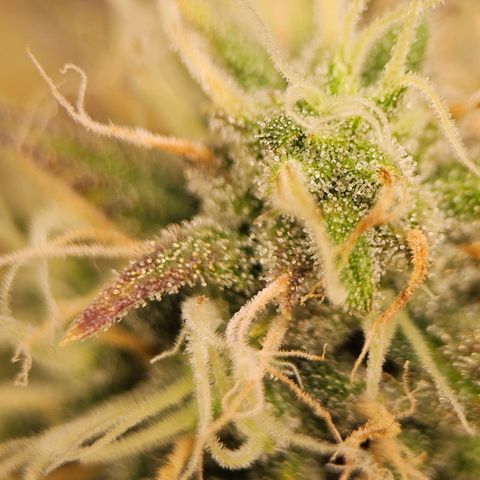 Triple G Automatic growlog timeline photo