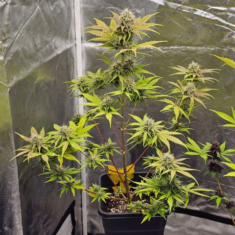 Triple G Automatic growlog timeline photo