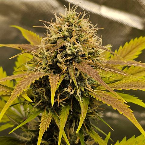 Triple G Automatic growlog timeline photo