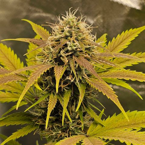 Triple G Automatic growlog timeline photo