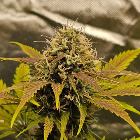 Triple G Automatic growlog timeline photo
