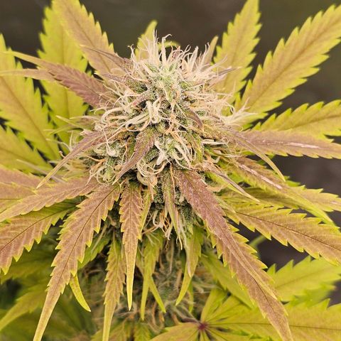 Triple G Automatic growlog timeline photo