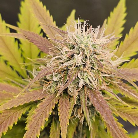 Triple G Automatic growlog timeline photo
