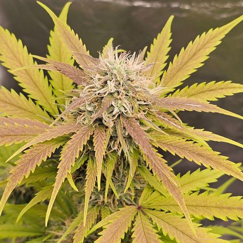 Triple G Automatic growlog timeline photo