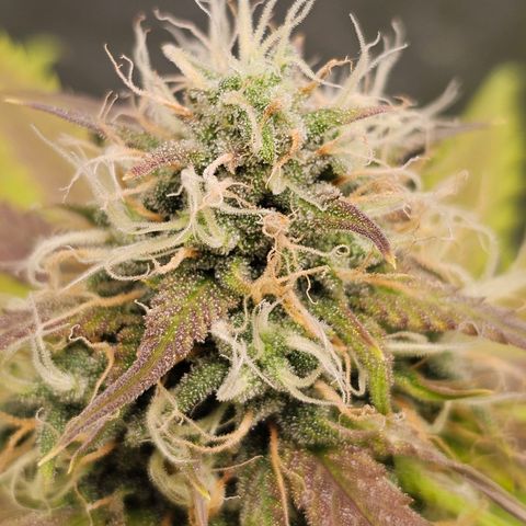 Triple G Automatic growlog timeline photo