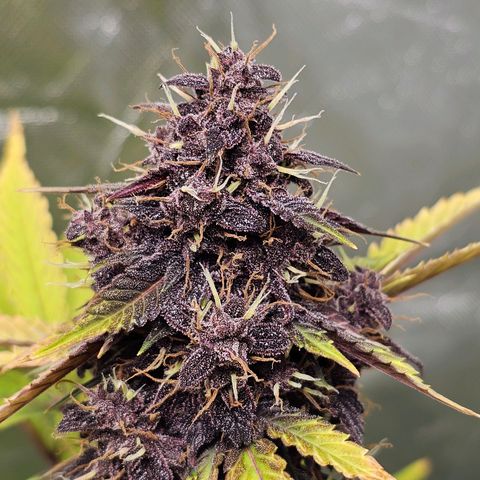 Purplematic CBD Automatic growlog timeline photo