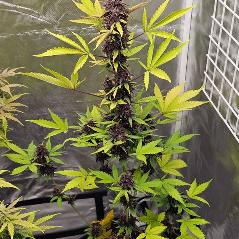 Purplematic CBD Automatic growlog timeline photo