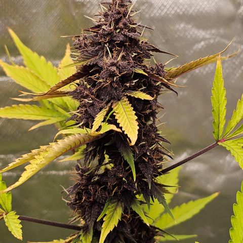 Purplematic CBD Automatic growlog timeline photo
