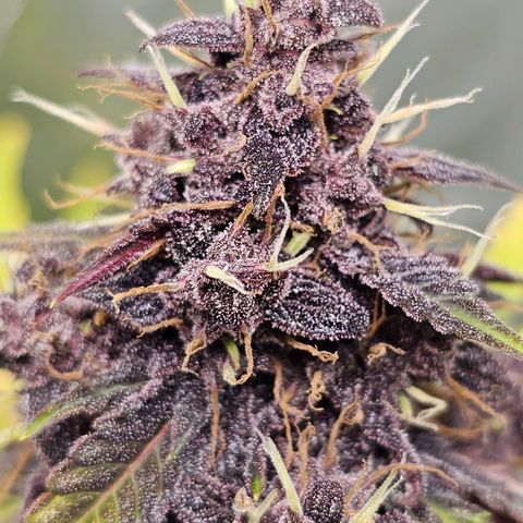Purplematic CBD Automatic growlog timeline photo