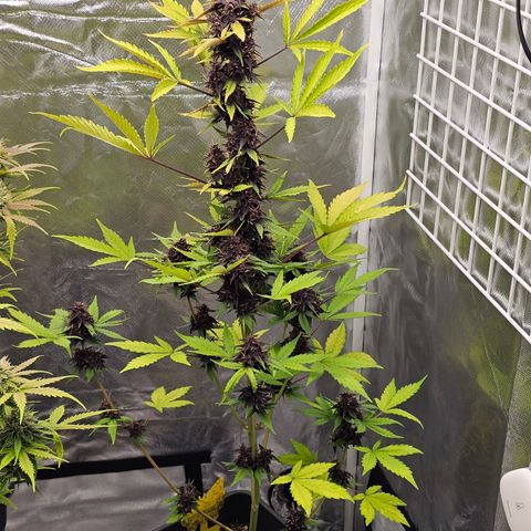 Purplematic CBD Automatic growlog timeline photo
