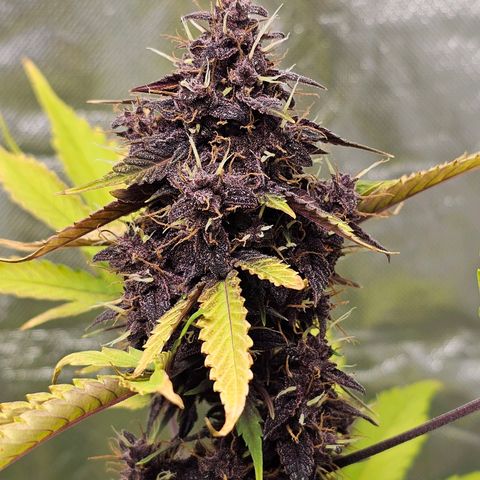 Purplematic CBD Automatic growlog timeline photo
