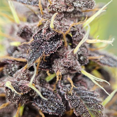 Purplematic CBD Automatic growlog timeline photo