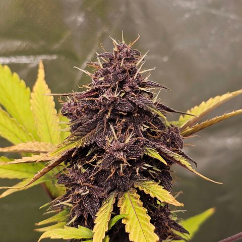 Purplematic CBD Automatic growlog timeline photo
