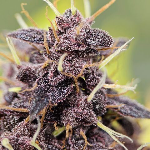 Purplematic CBD Automatic growlog timeline photo