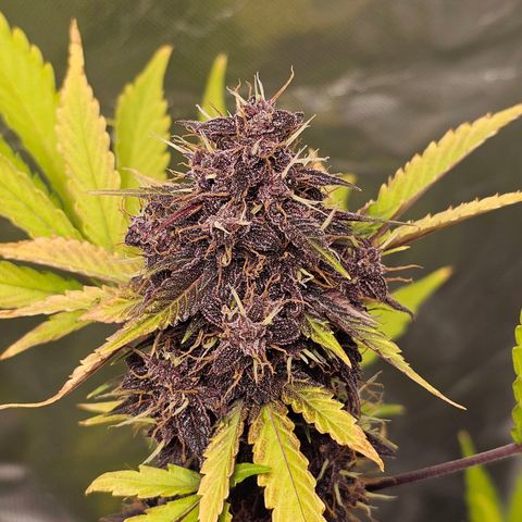 Purplematic CBD Automatic growlog timeline photo