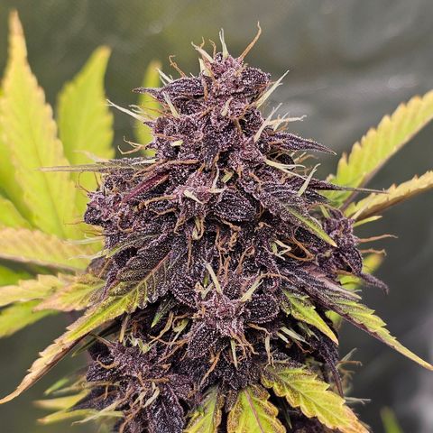 Purplematic CBD Automatic growlog timeline photo