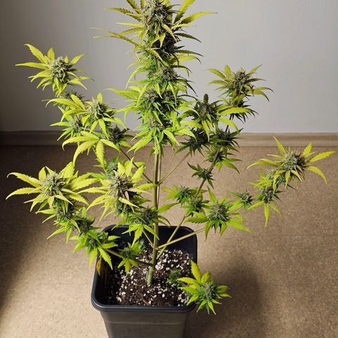 Royal Critical Automatic growlog timeline photo