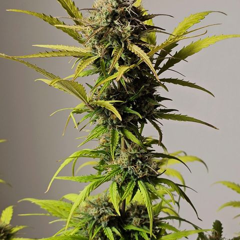 Royal Critical Automatic growlog timeline photo