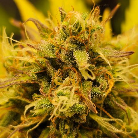 Royal Critical Automatic growlog timeline photo