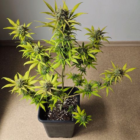 Royal Critical Automatic growlog timeline photo