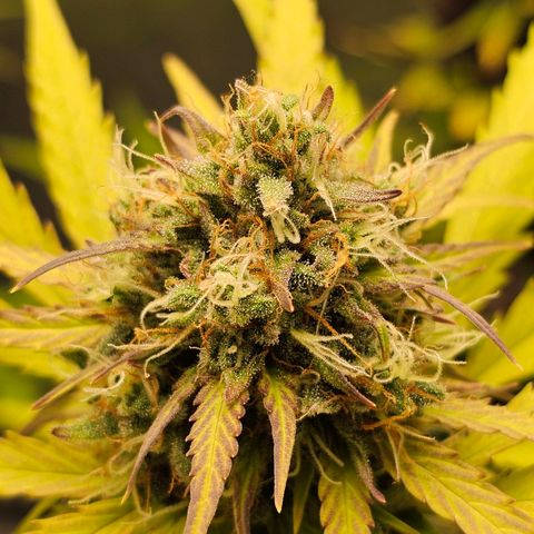 Royal Critical Automatic growlog timeline photo