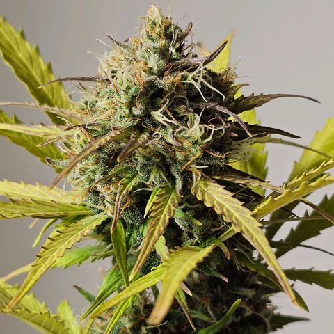 Royal Critical Automatic growlog timeline photo