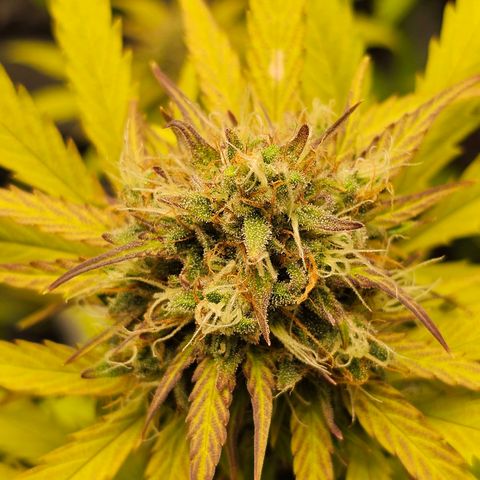 Royal Critical Automatic growlog timeline photo