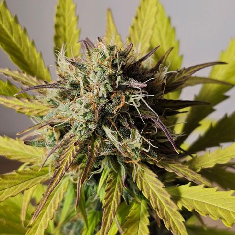 Royal Critical Automatic growlog timeline photo