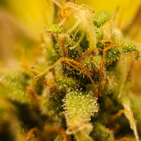 Royal Critical Automatic growlog timeline photo