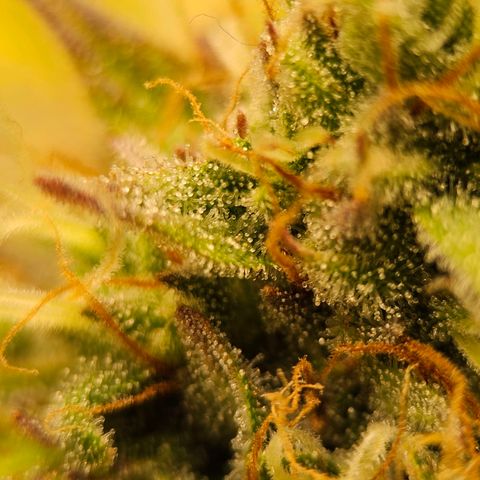 Royal Critical Automatic growlog timeline photo