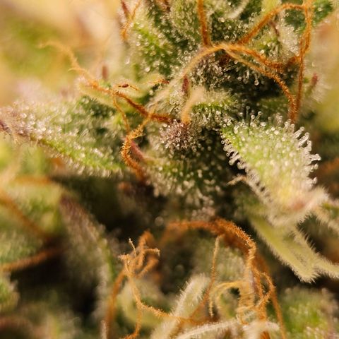 Royal Critical Automatic growlog timeline photo